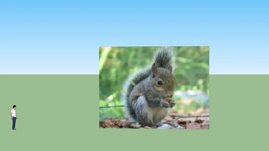 squirrel