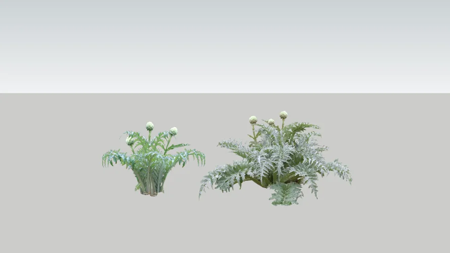 Artichaut - Artichoke