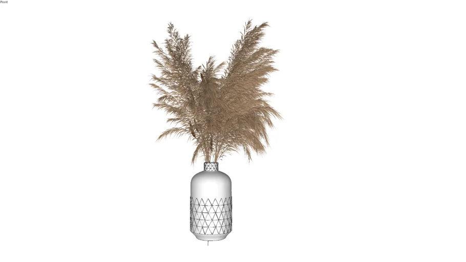Pampas Grass