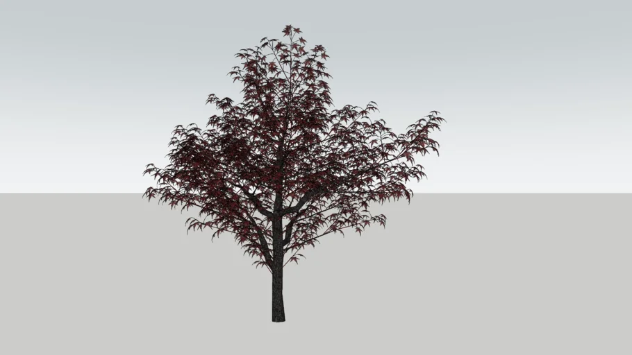 3D Japanese Maple
