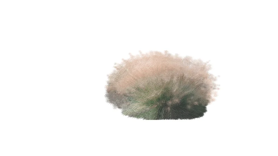 Muhlenbergia - Muhly Grass