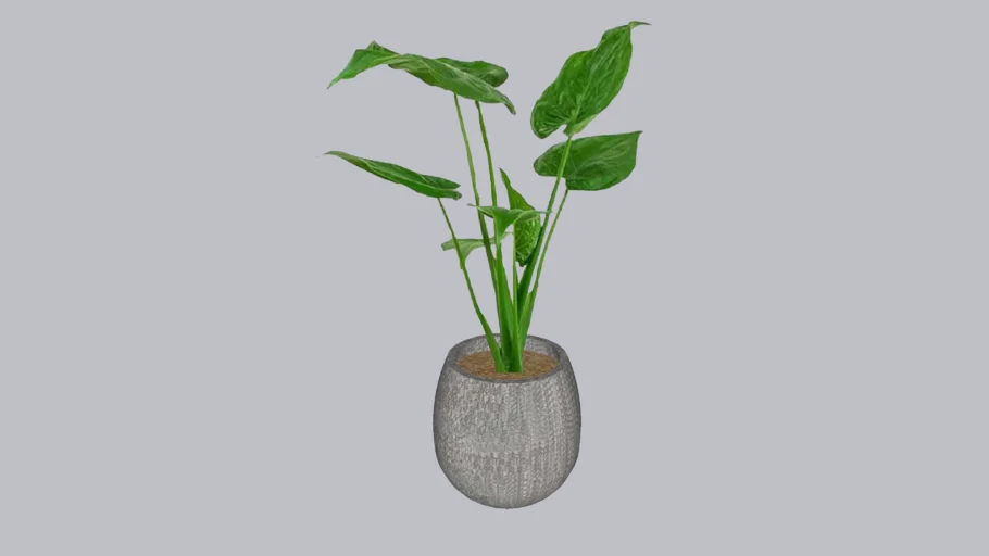 Plant Pot 04 - Alocasia cucullata