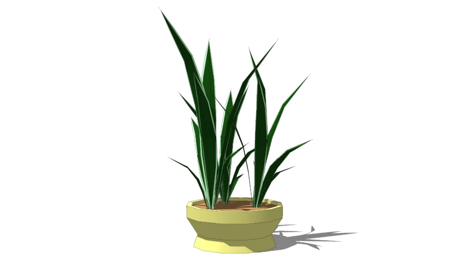 Potted snake plant
