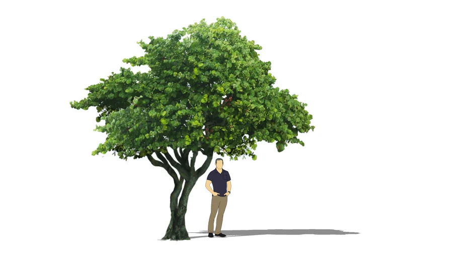 Coccoloba Uvifera