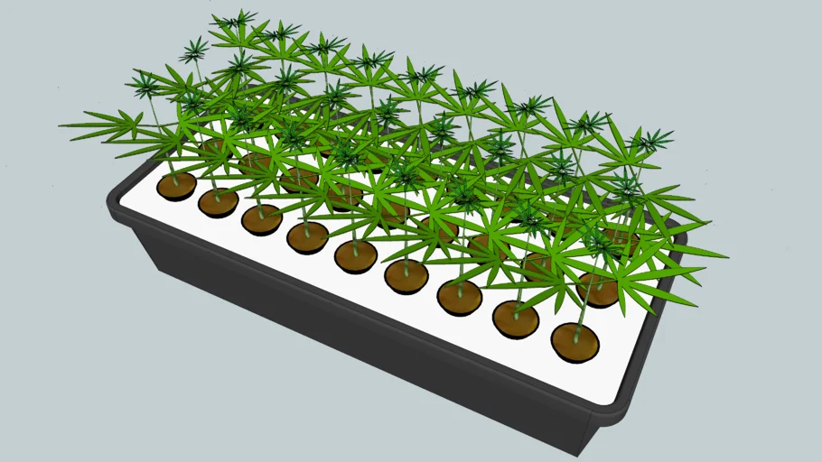 Medical Marijuana Cuttings + Hydroponic Cloning Box