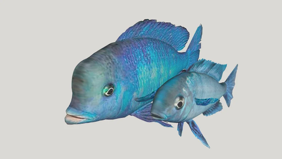 Delfin Azul (Cyrtocara moorii) ciclido Africano