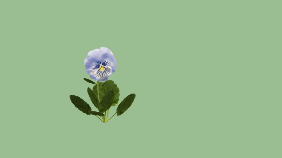 3D Anuual Pansy Viola Blue