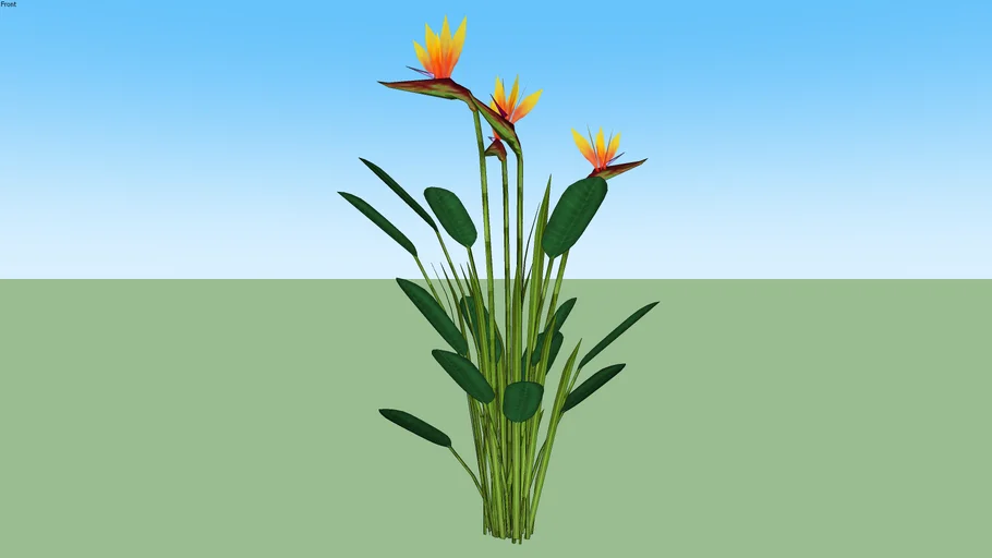 AVE DO PARAÍSO - STRELITZIA REGINAE