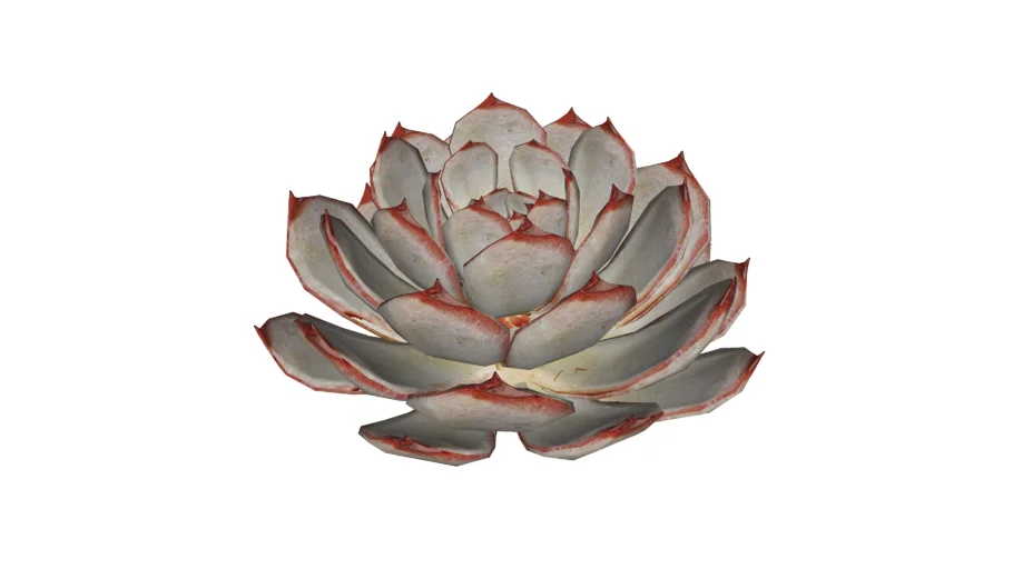 suculenta