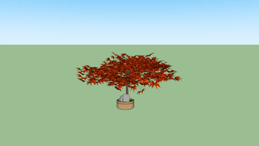 Red Leaf Japanese Maple Bonsai