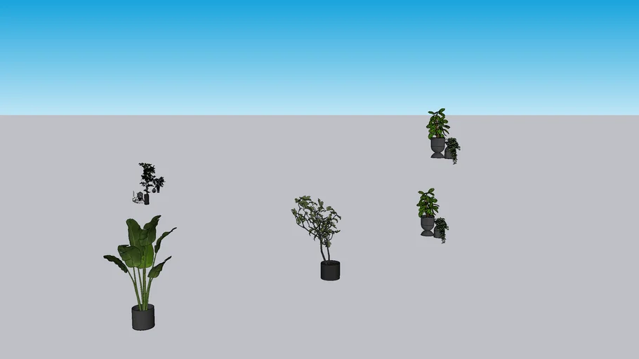 Indoor Plants
