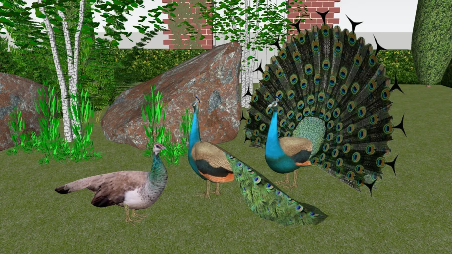 Peacock & Peahen