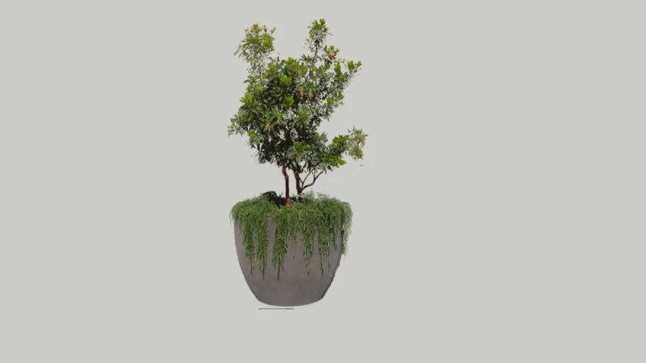 Strawberry tree Arbutus marina - rosmarinus pot 01