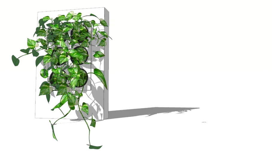 trầu bà (Epipremnum aureum)