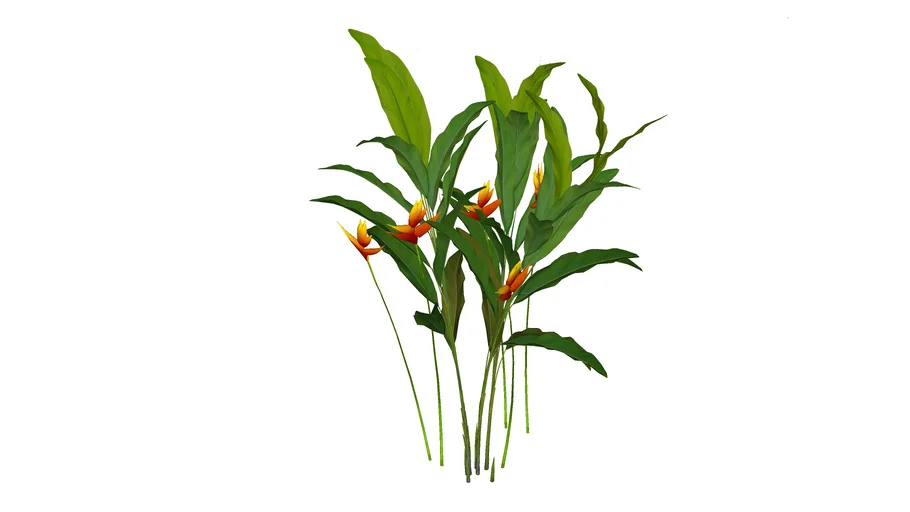 Paisagismo_Helicônia Papagaio (Heliconia psittacorum)
