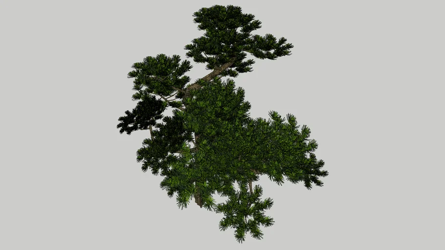 cây tùng-tree