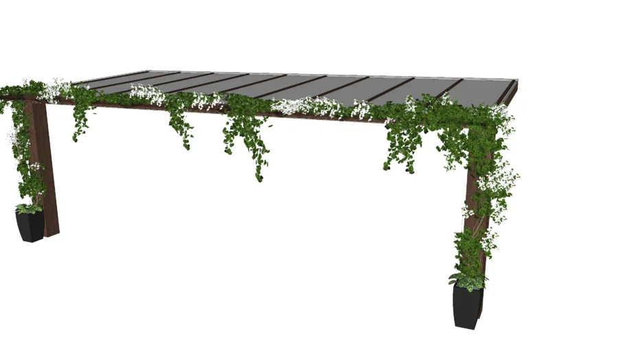 BOUGAINVILLE/ bugambilia/ veranera / enredadera /Ivy plant 2