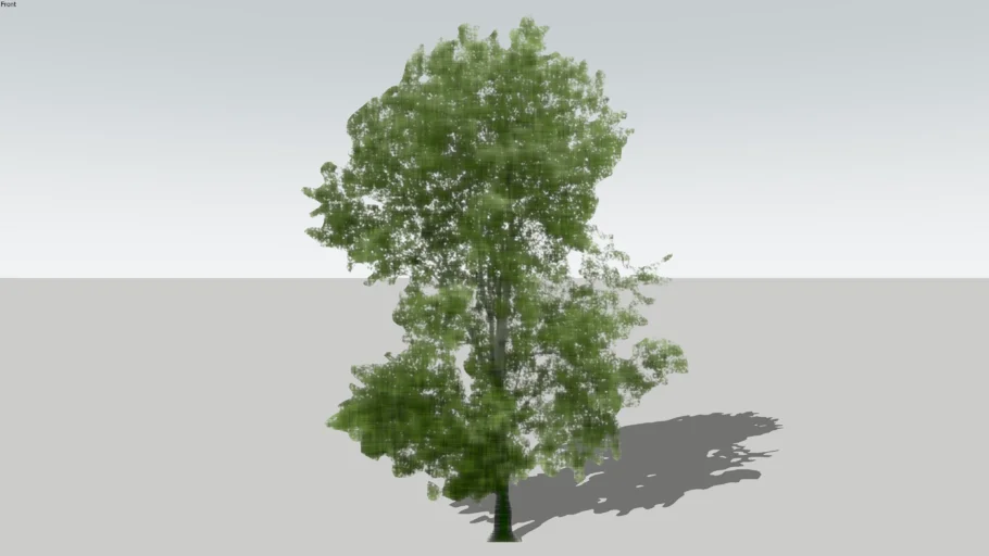 Watercolor Maple Tree 2D Face Me