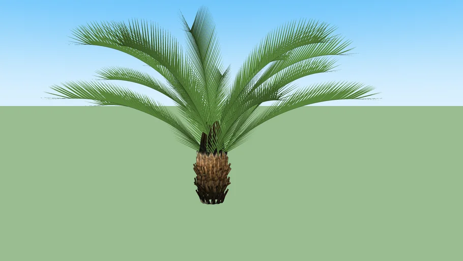 Pohon Palm Paku