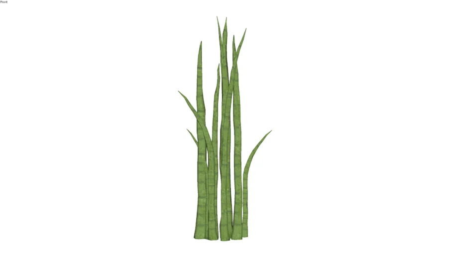 LANÇA DE SÃO JORGE (SANSEVIERIA CYLINDRICA)