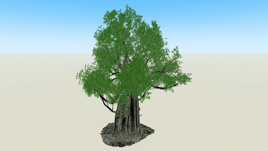 massive banyan tree and root