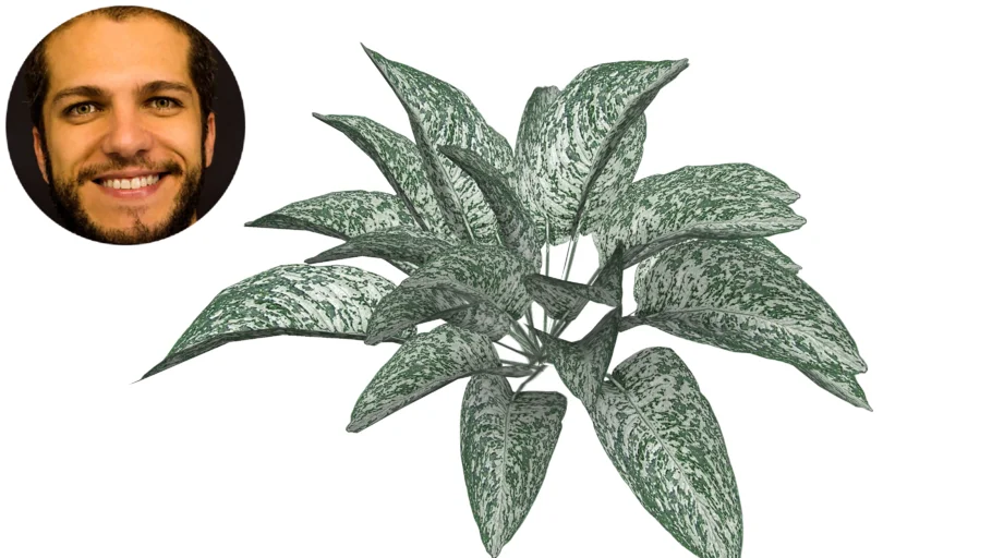 Aglaonema Commutatum Café de Salão White Rajah