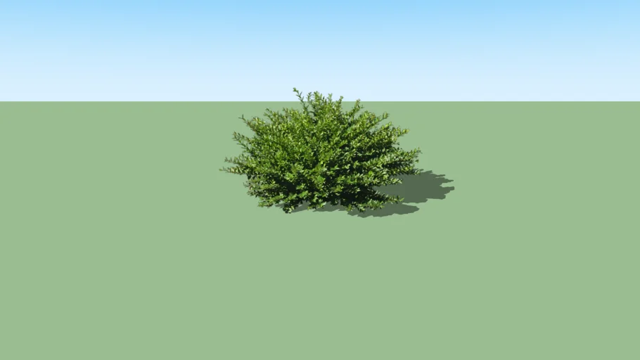 2d Bush 02