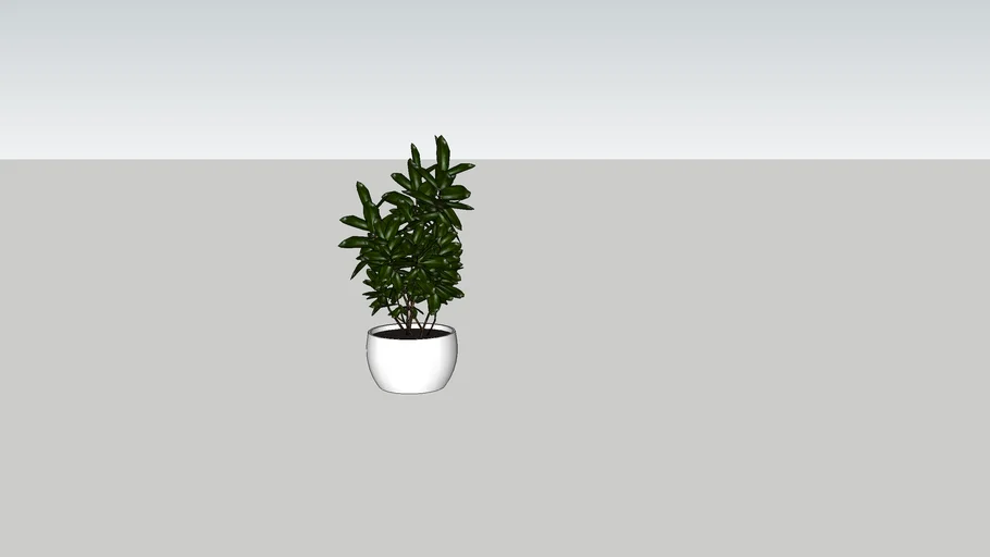 Indoor/Outdoor plant