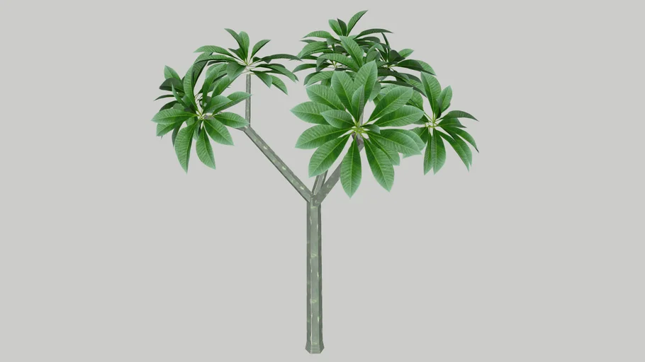 Plumeria Tree