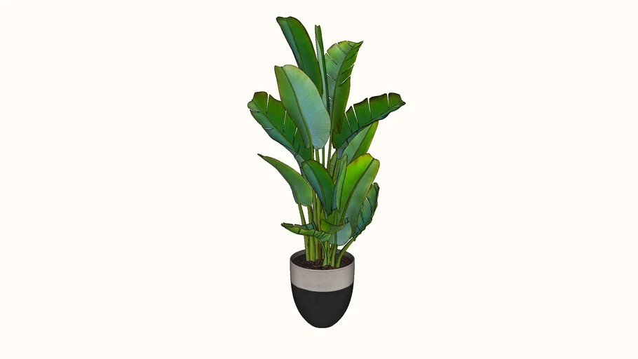 Interior Plants