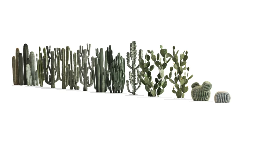 Big 2D Cactus Collection