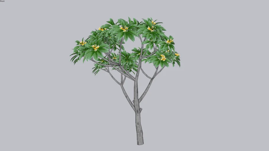 Jasmim manga (Plumeria rubra)