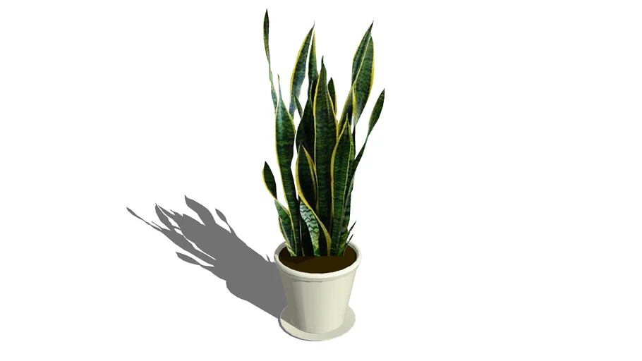 Sansevieria trifasciata