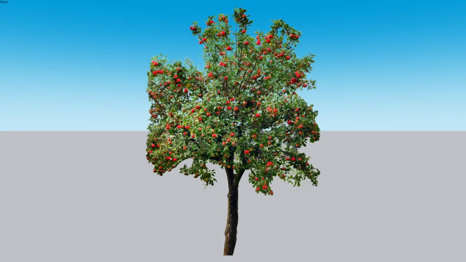 2D Яблоня Malus Apple tree Tree