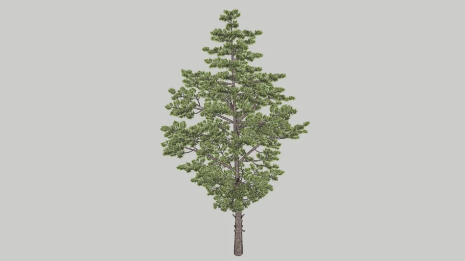 Realistic pine tree