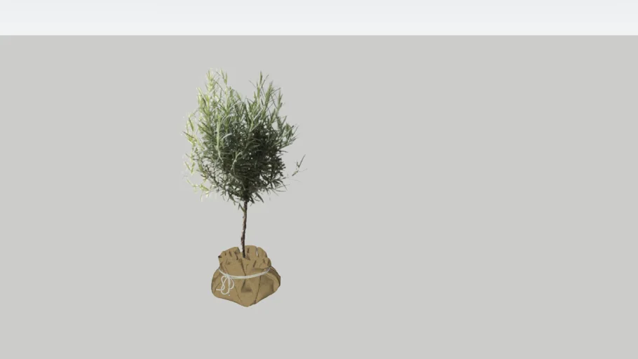 Olive tree