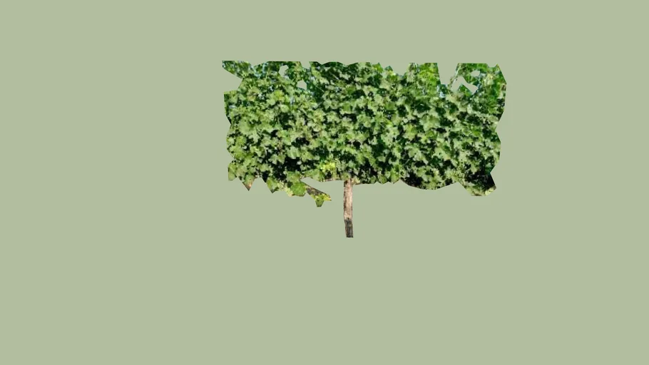 GRAPE VINE