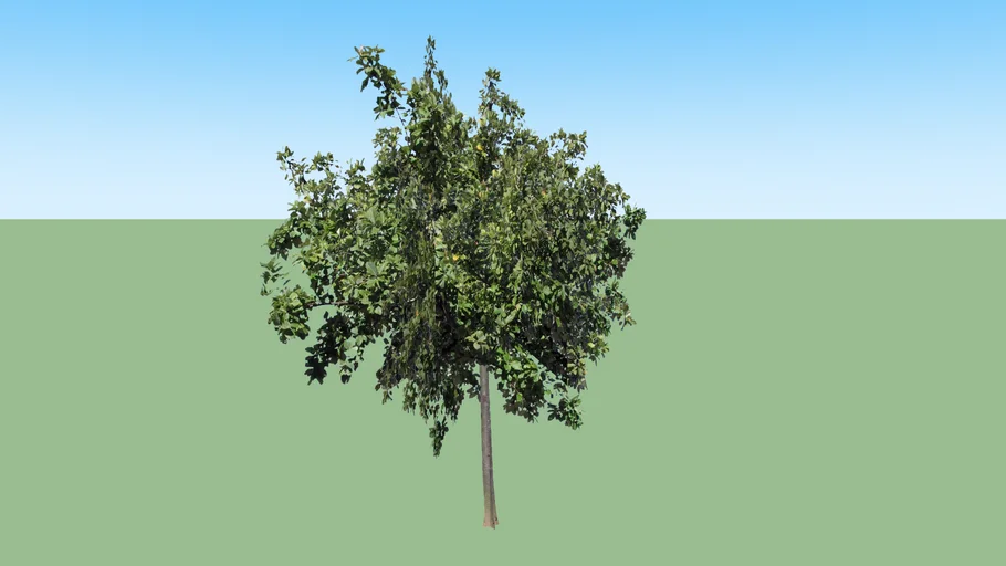 Maple Tree