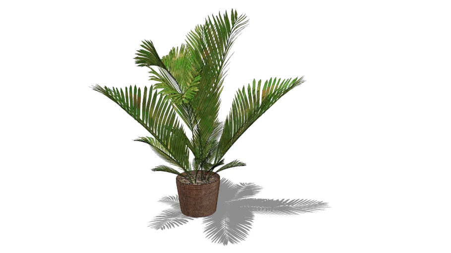 Palm