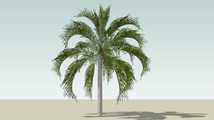 Palm