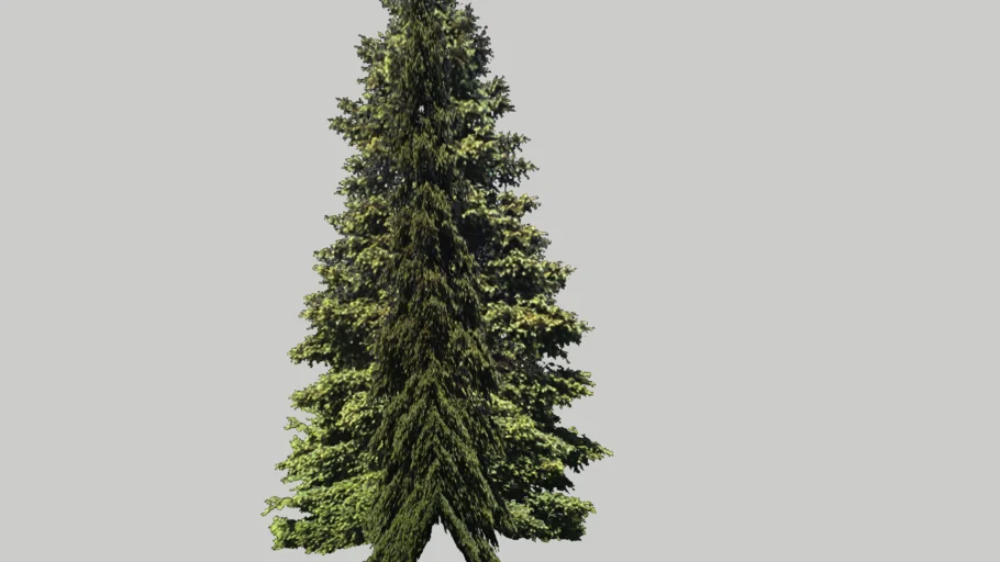 Spanish Fir (Abies pinsaro) / Испанска ела