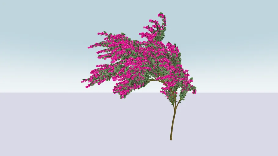 Bougainville
