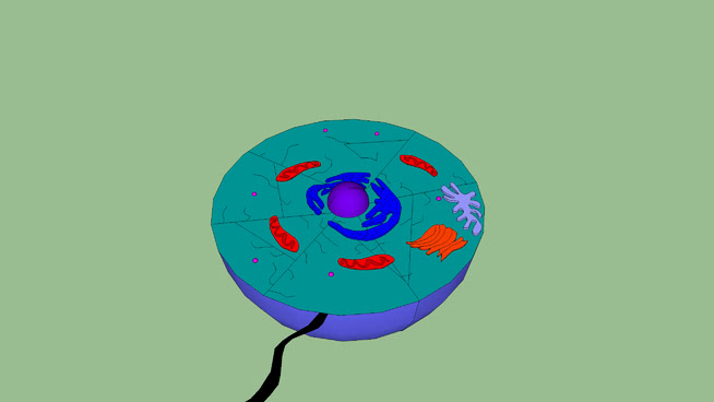 Bio Cell Model