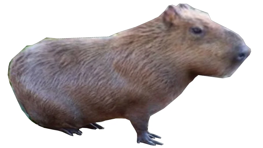 CHIGUIRO