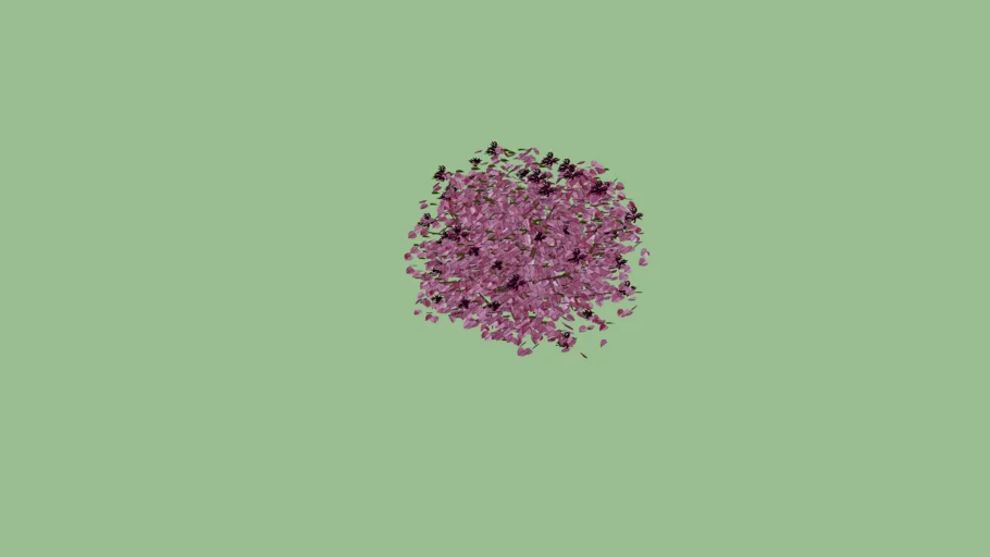 Loropetalum 'Purple Majesty'