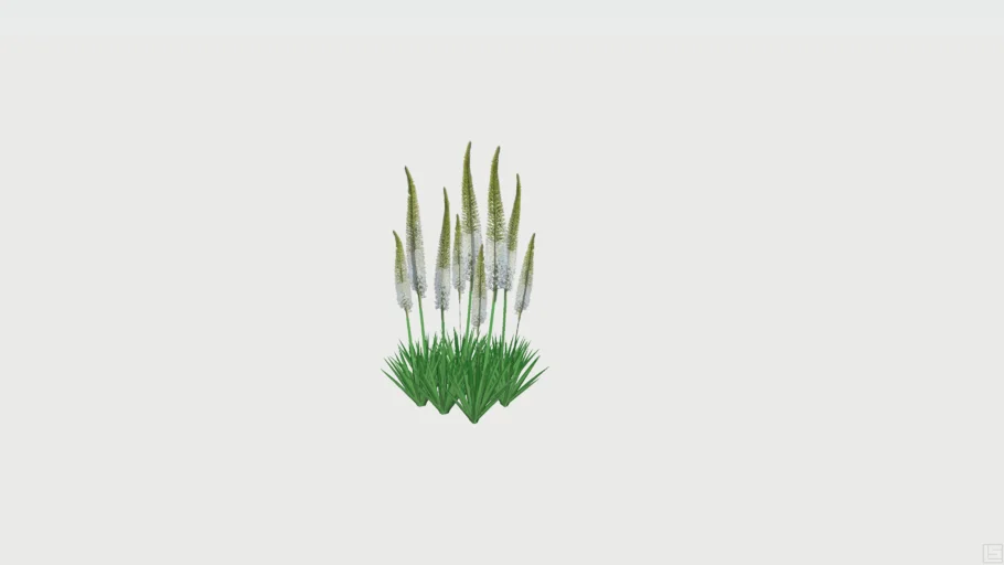 Eremurus+Foxtail
