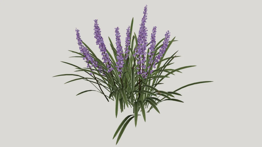 lavender