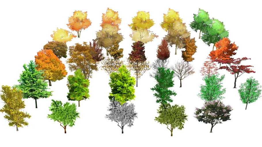tree 2d | 3D Warehouse