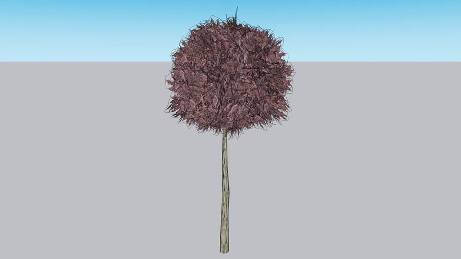 Maple/Acer Bol Tree