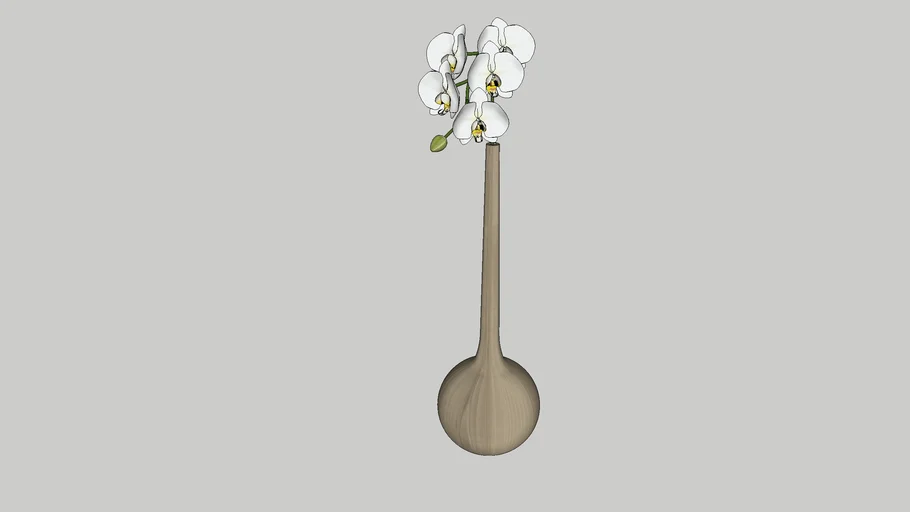 蘭花 orchid